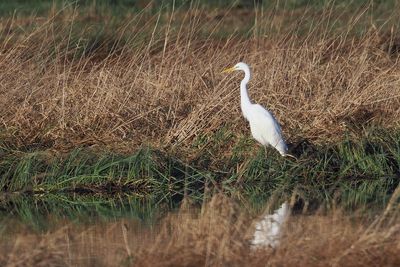 Great White Egret, RSPB Loch Lomond