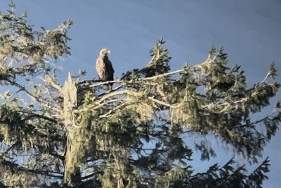 White-tailed Eagle, RSPB Loch Lomond