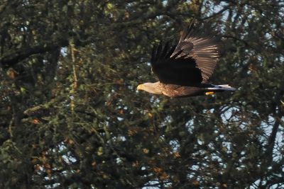 White-tailed Eagle, RSPB Loch Lomond
