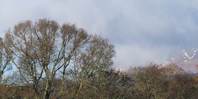 White-tailed Eagle, RSPB Loch Lomond
