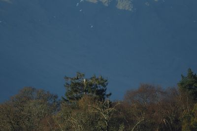 White-tailed Eagle, RSPB Loch Lomond