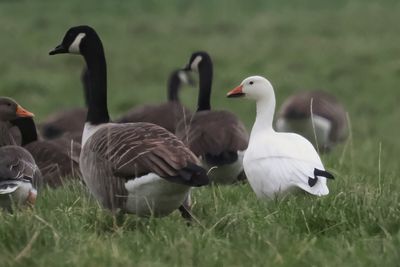 Snow Goose, East Kerse, Beith