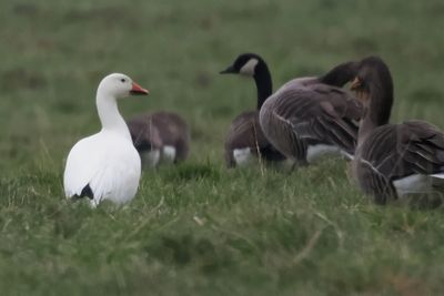Snow Goose, East Kerse, Beith