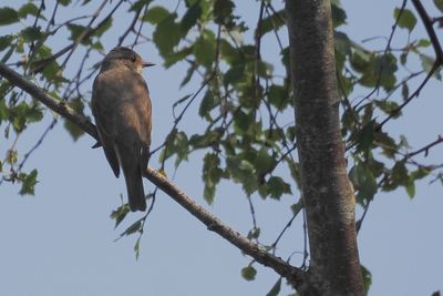Spotted Flycatcher, Douglas West