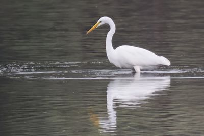Great White Egret, RSPB Baron's Haugh