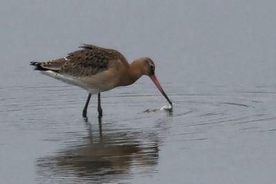 Black-tailed Godwit, RSPB Baron's Haugh