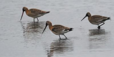 Black-tailed Godwit, RSPB Baron's Haugh