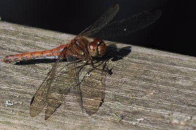 Common Darter, Milton of Buchanan
