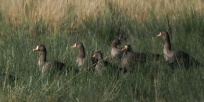 Greenland White-fronted Geese, Burn of Mar