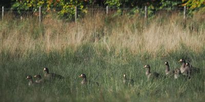 Greenland White-fronted Geese, Burn of Mar