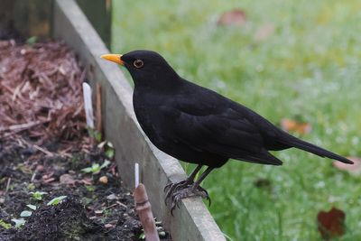 Blackbird, Baillieston