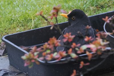 Blackbird, Baillieston