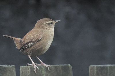 Wren, Baillieston