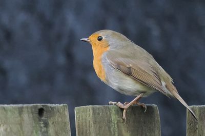 Robin, Baillieston