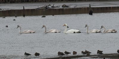 Whooper Swans, RSPB Baron's Haugh