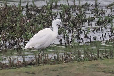 Little Egret, RSPB Baron's Haugh