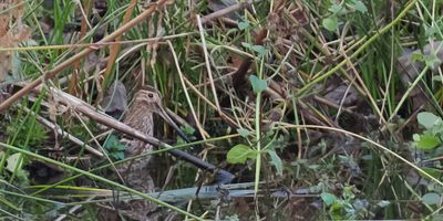 Snipe, Heritage Loch