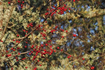 Hawthorn berries at Ring Point