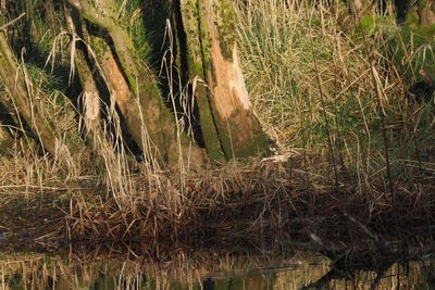 Beaver signs, Endrick Water