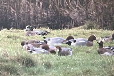American Wigeon, Newshot island