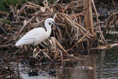 Little Egret, RSPB Baron's Haugh