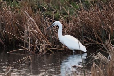 Little Egret, RSPB Baron's Haugh