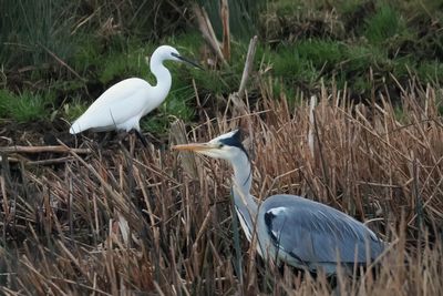 Little Egret & Grey Heron, RSPB Baron's Haugh
