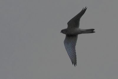 Kestrel,Crom Mhin-Loch Lomond NNR