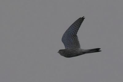 Kestrel,Crom Mhin-Loch Lomond NNR