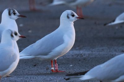 Black-headed Gull, Strathclyde CP