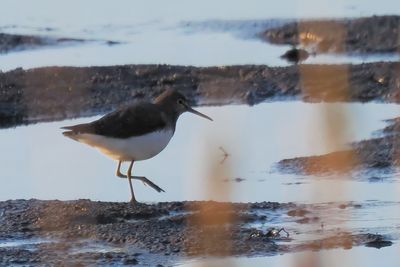 Green Sandpiper, RSPB Baron's Haugh