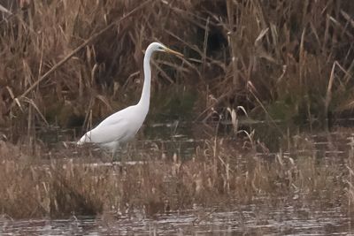 Great White Egret, Wards Pond-RSPB Loch Lomond