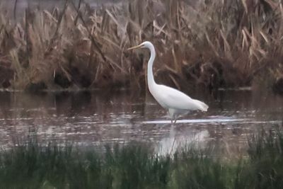 Great White Egret, Wards Pond-RSPB Loch Lomond