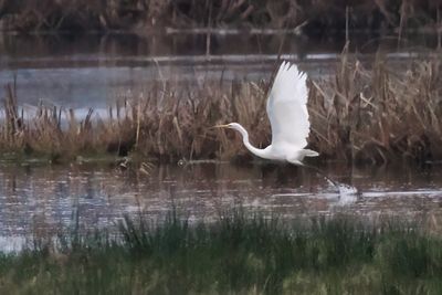 Great White Egret, Wards Pond-RSPB Loch Lomond