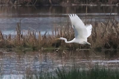 Great White Egret, Wards Pond-RSPB Loch Lomond