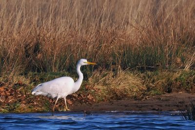 Great White Egret, Net Bay-RSPB Loch Lomond