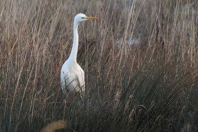Great White Egret, Net Bay-RSPB Loch Lomond
