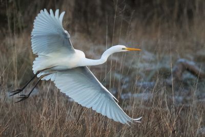 Great White Egret, Net Bay-RSPB Loch Lomond