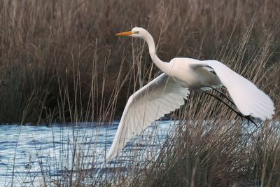 Great White Egret, Net Bay-RSPB Loch Lomond