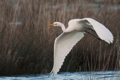 Great White Egret, Net Bay-RSPB Loch Lomond