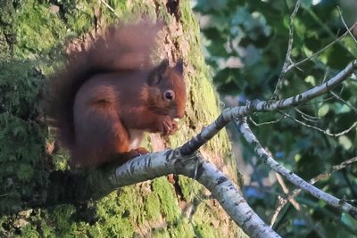 Red Squirrel, RSPB Loch Lomond