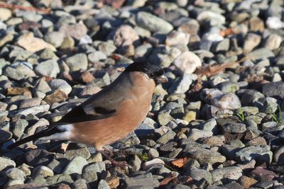 Bullfinch, Gartocharn