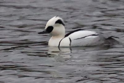 Smew, Broadwood Loch, Cumbernauld