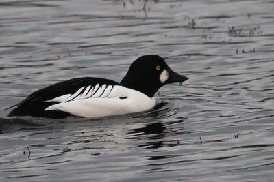 Goldeneye, Broadwood Loch, Cumbernauld
