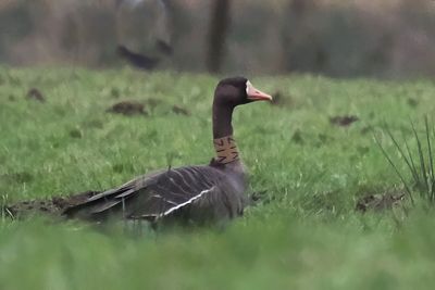 Greenland White-fronted Geese, near Gartocharn