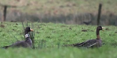 Greenland White-fronted Geese, near Gartocharn