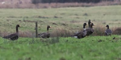 Greenland White-fronted Geese, near Gartocharn