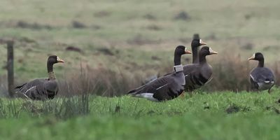 Greenland White-fronted Geese, near Gartocharn