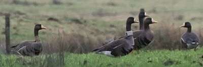 Greenland White-fronted Geese, near Gartocharn