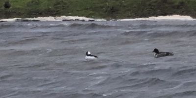 Bufflehead, Loch of Hillwell, Shetland